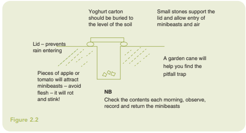 Trap description: The yoghurt carton should be buried to the level of the soil. Small stones support the lid and allow entry of minibeasts and air. The lid prevents rain from entering. Pieces of apple or tomato will attract minibeasts. Avoid flesh, it will rot and stink! A garden cane will help you find the pitfall trap. Check the contents each morning, observe, record and return the minibeasts